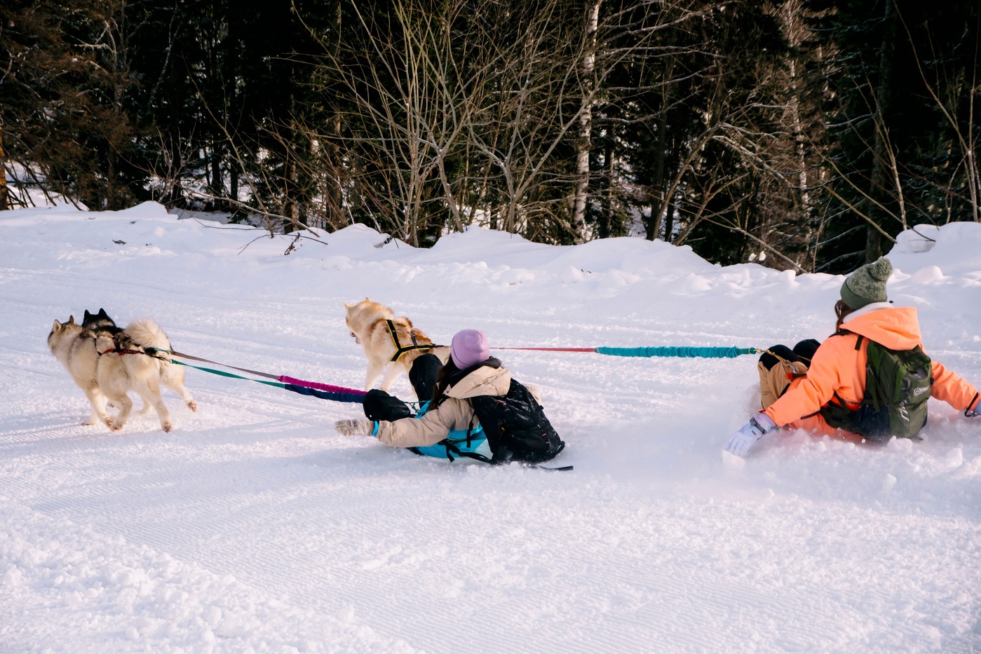Гонка Утуя ралли и международный день ездовых собак