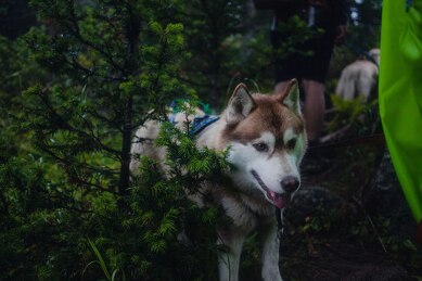 Дирекция курорта Шерегеш